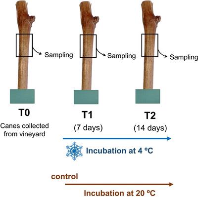 VviRafS5 Is a <mark class="highlighted">Raffinose</mark> Synthase Involved in Cold Acclimation in Grapevine Woody Tissues